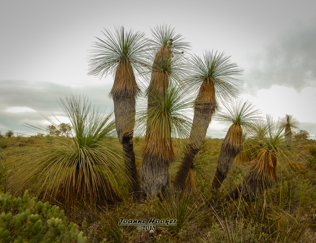 Grass Tree's